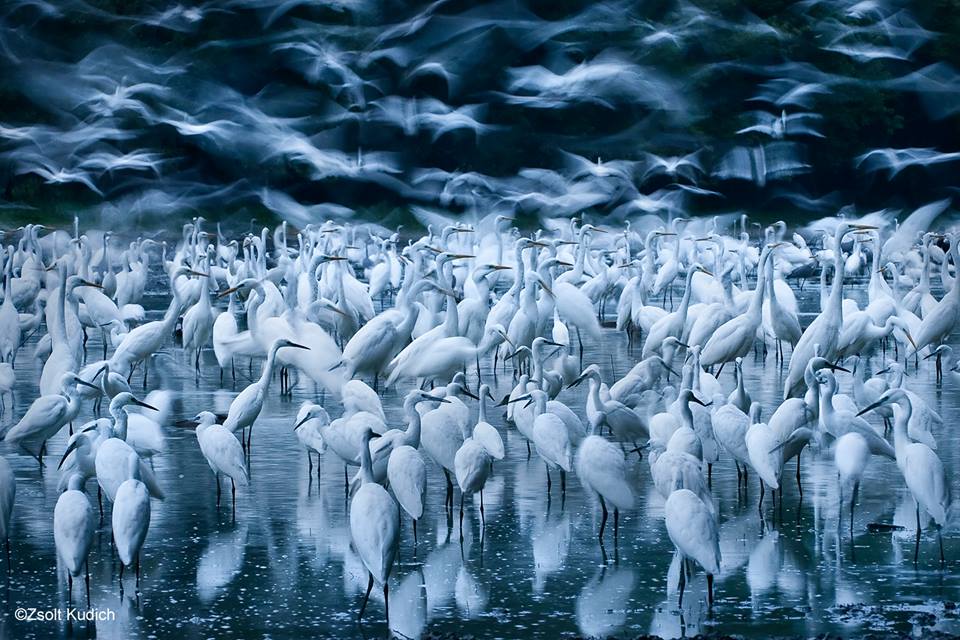 Kudich Zsolt: Repülő kócsagok (Great Egret Awakening) Kudich Zsolt 2015-ben a Big Picture nemzetközi természetfotó-pályázat nagydíját kapta meg.