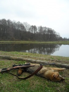 Homokszentgyörgyi sakál