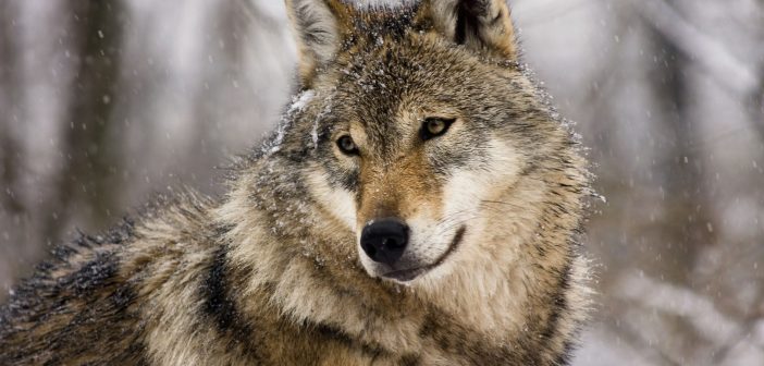 Ismét a Miskolci Törvényszék előtt a zempléni farkasok ügye