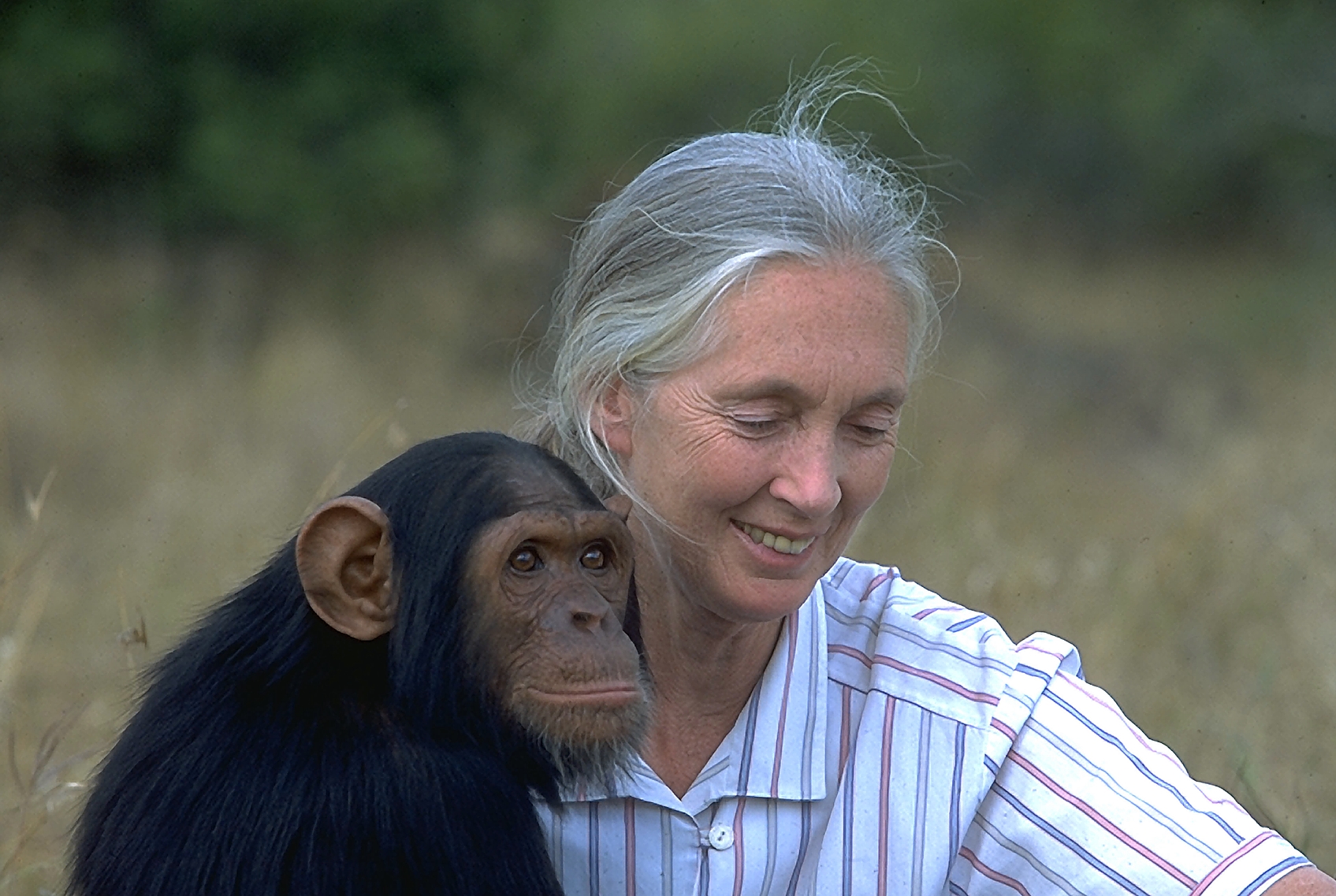 Dr. Jane Goodall, DBE, with orphan chimpanzee at Tchimpounga Sanctuary. Dr. Goodall does not handle wild chimpanzees.