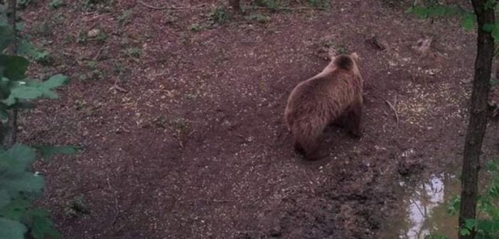 Ne menj az erdőbe – kéri a szokolyai önkormányzat a medve miatt
