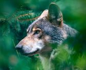 Újragondolná a farkasok védemét az Európai Parlament