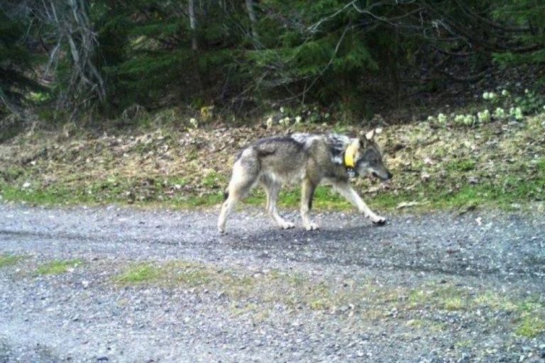 Kép: Gruppe Wolf Schweiz