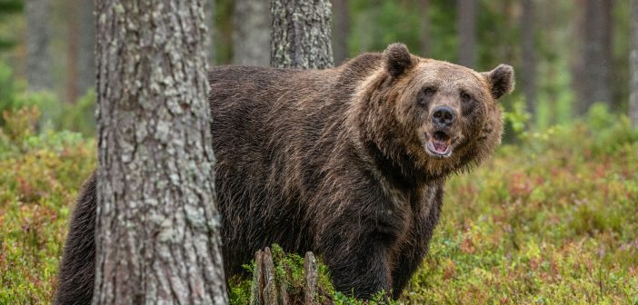 Felsővisnyói medvetámadás – a vadászokat okolják