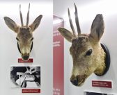 Érdekesség a Rendőrmúzeumból: Tibi, a gyilkos őzbak