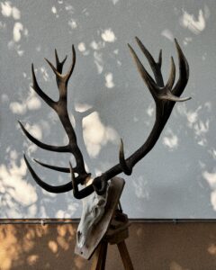 24 órás tömeg: 13,67 kg, kor: 13 év, CIC pont: 245,61, aranyérem