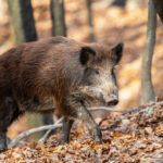 Afrikai sertéspestis – vaddisznó Magyarországon
