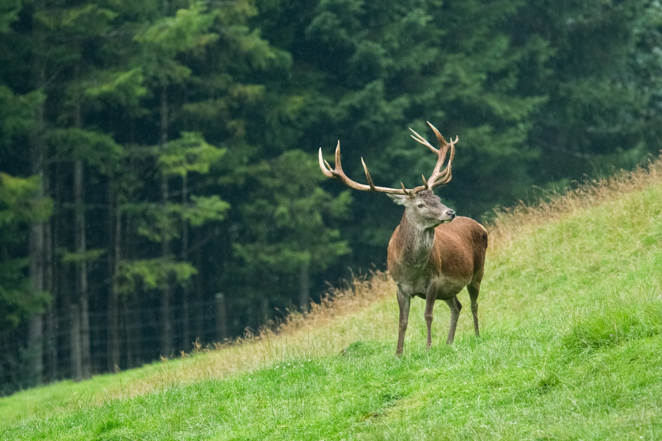 Gímszarvas a Pfälzerwald erdejében Rajna-vidék–Pfalzban