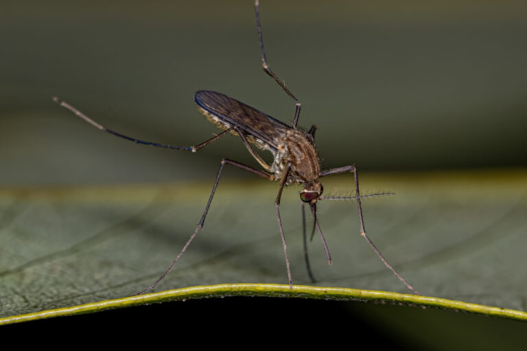 Szúnyogok és kullancsok által terjesztett állatbetegségek veszélyei