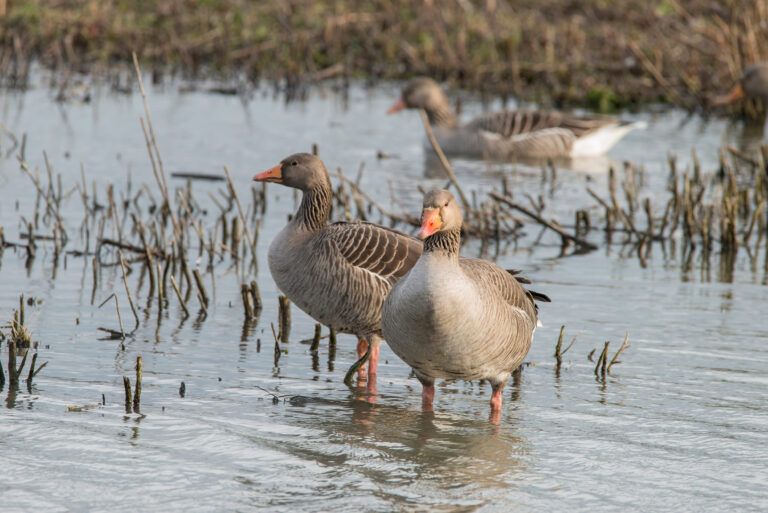 Natura 2000 terület és vadgazdálkodás Magyarországon