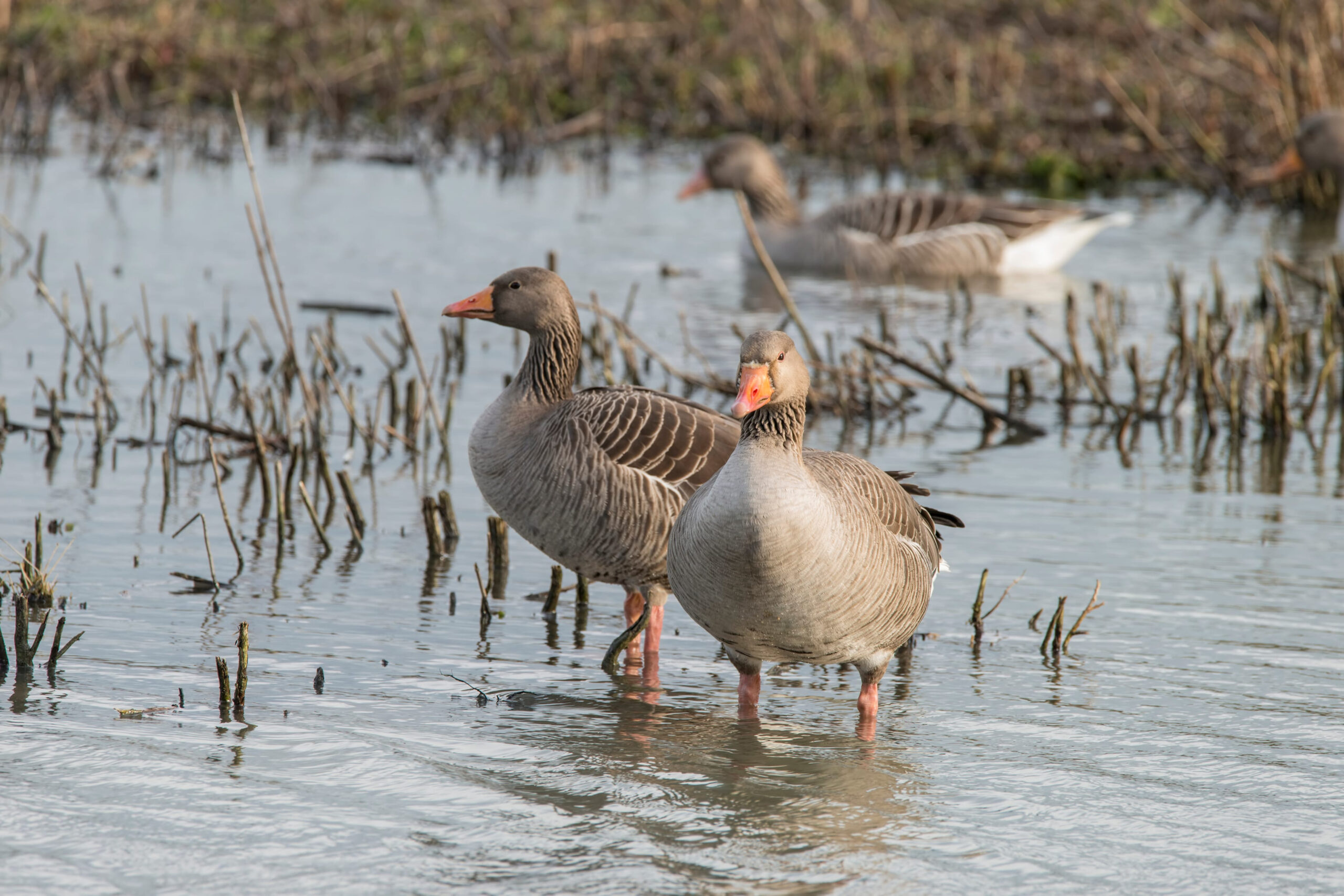 Natura 2000 terület és vadgazdálkodás Magyarországon