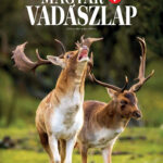 Magyar VADÁSZLAP októberi lapszámának címlapja dámbikákkal